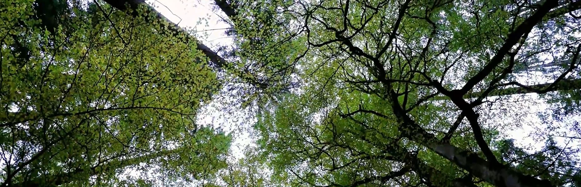 Natural Wood